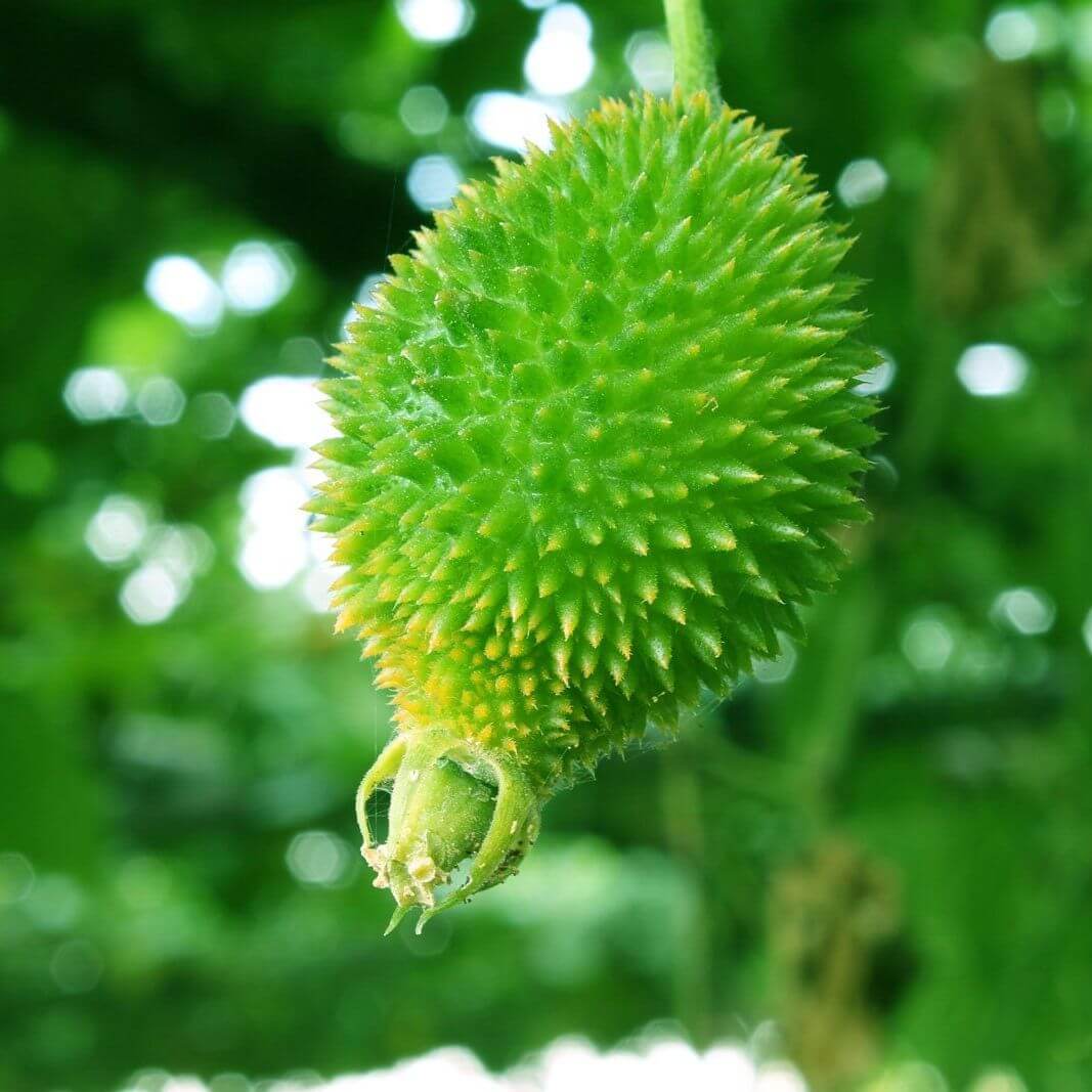 Spiny Gourd Seeds - Vegetable Plant