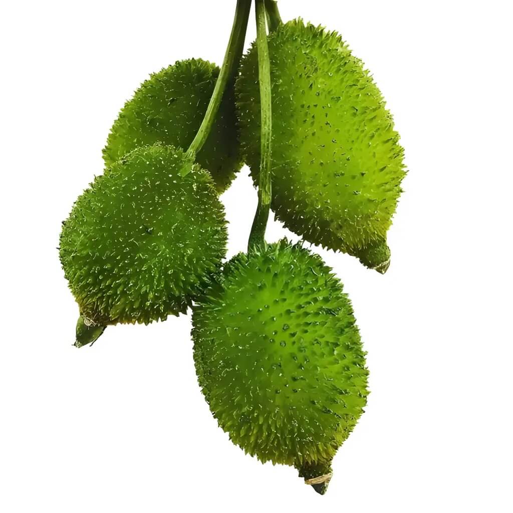 Spiny Gourd Seeds - Vegetable Plant