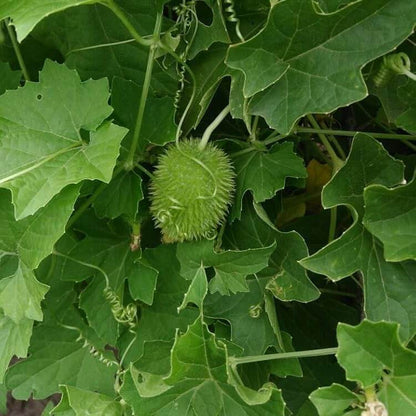 Spiny Gourd Thorn Gourd Seeds 