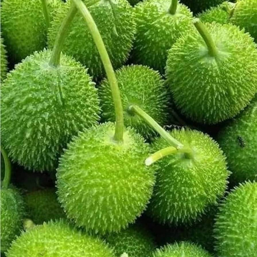 Spiny Gourd Thorn Gourd Seeds 