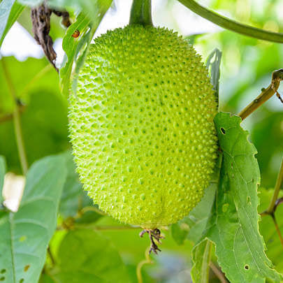 Spiny Gourd Thorn Gourd Seeds 