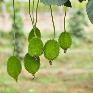 Spiny Gourd Thorn Gourd Seeds 