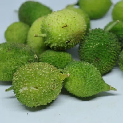 Spiny Gourd Thorn Gourd Seeds 