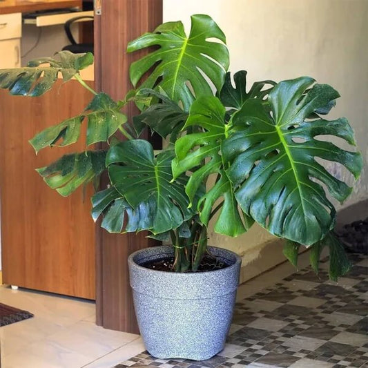 Split Leaf Monstera Seeds 