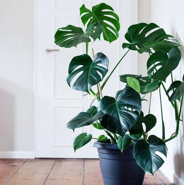 Split Leaf Monstera Seeds 