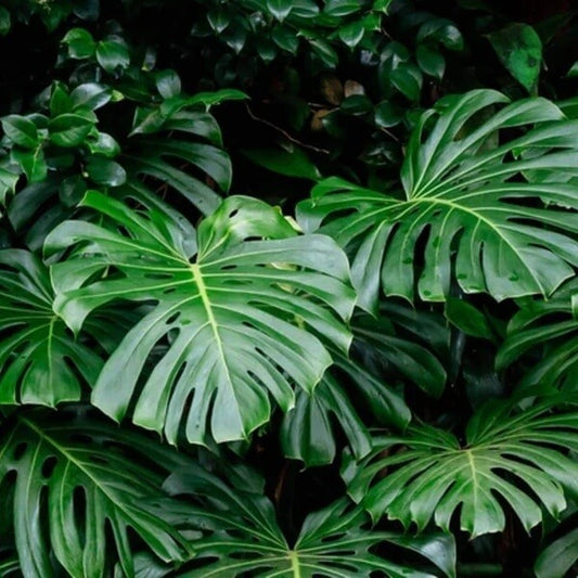 Split Leaf Philodendron 