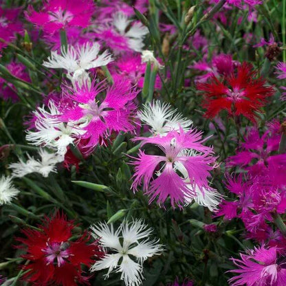 Spooky Dianthus Seeds - Heirloom Flower Plant for Home Gardens