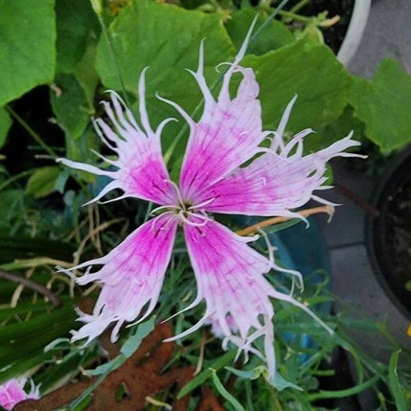 Spooky Dianthus Seeds - Heirloom Flower Plant for Home Gardens
