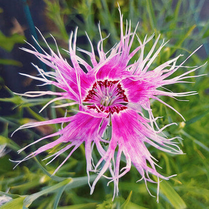 Spooky Dianthus Seeds - Heirloom Flower Plant for Home Gardens