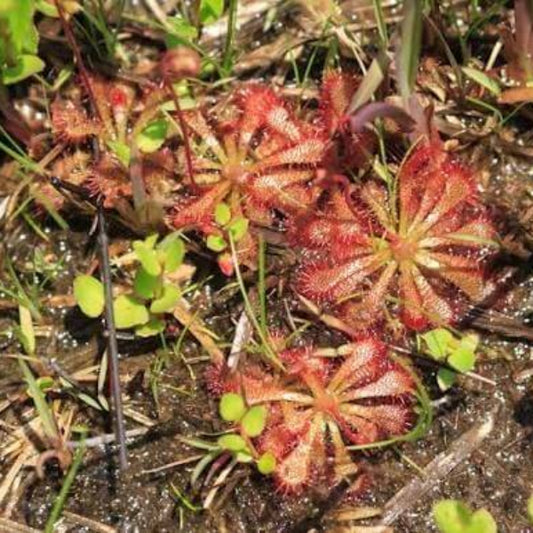 Spoon-Leaved Sundew New Castle Seeds