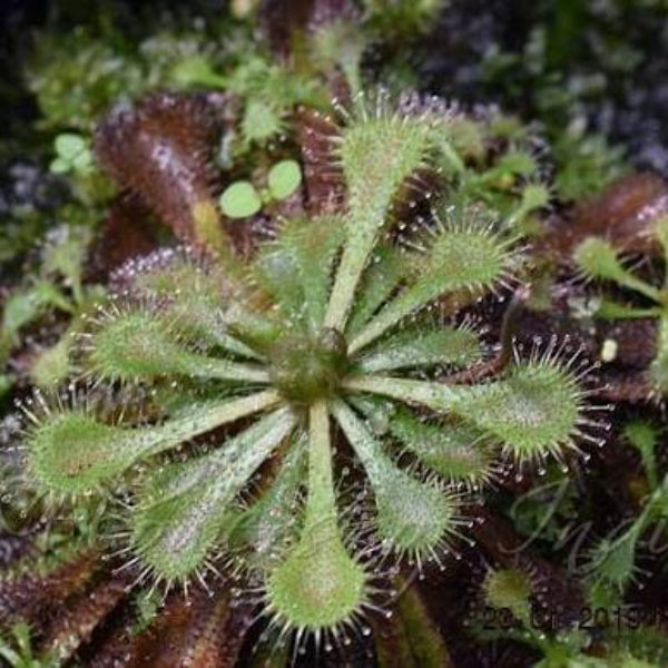 Spoon Leaf Sundew Gold Coast Seeds 