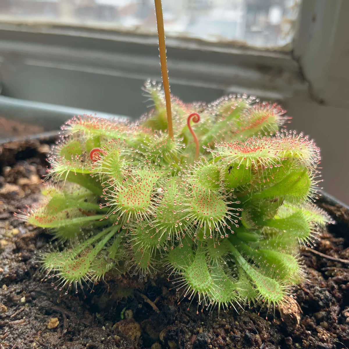 Spoon Leaf Sundew Gold Coast Seeds 