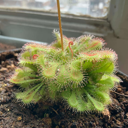 Spoon Leaf Sundew Gold Coast Seeds 