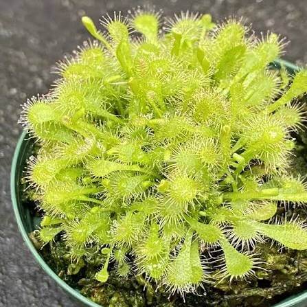 Spoon Leaf Sundew Gold Coast Seeds 