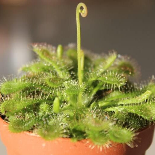 Spoon Leaf Sundew Gold Coast Seeds 