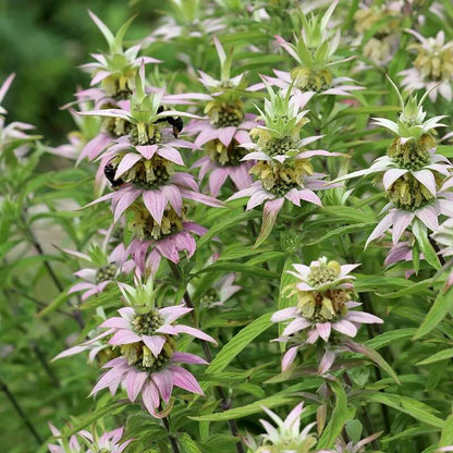 Spotted Bee Balm Seeds - Herbal Plant