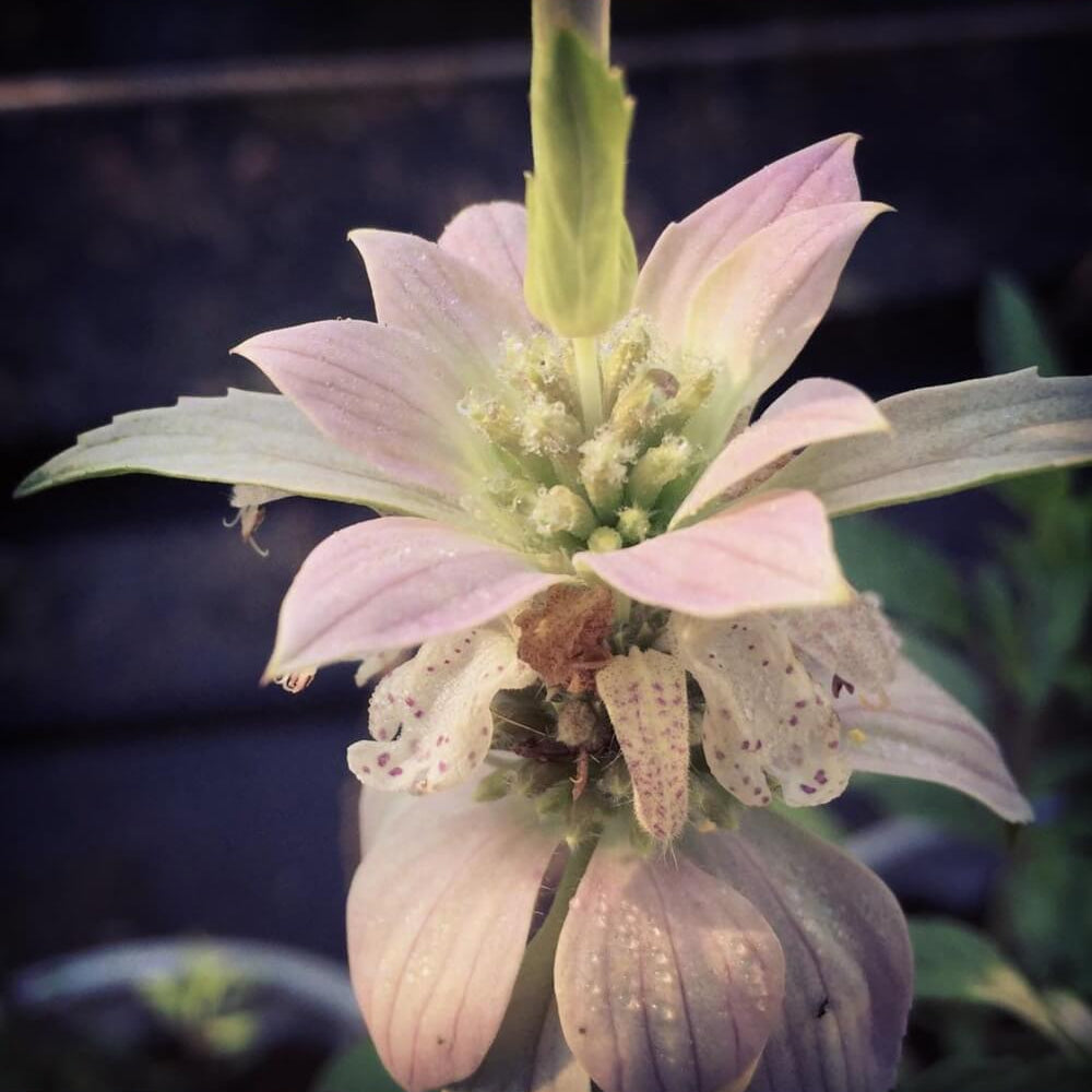 Spotted Bee Balm Seeds - Herbal Plant
