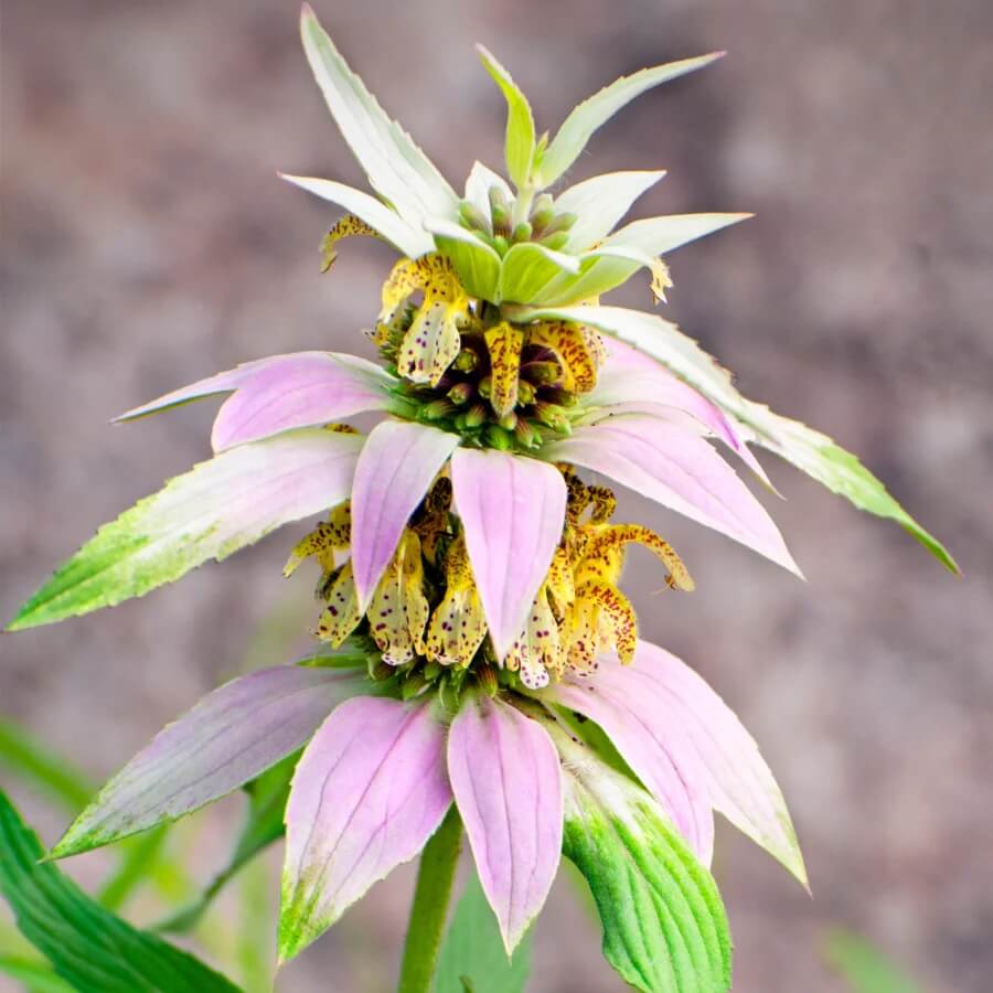 Spotted Bee Balm Seeds - Herbal Plant