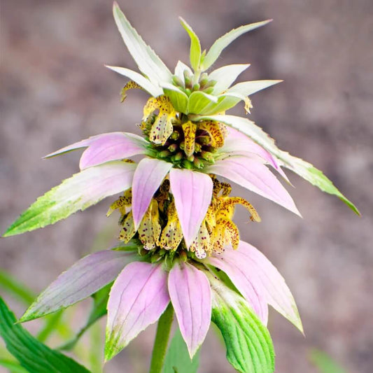 Spotted Bee Balm Seeds - Herbal Plant