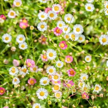 Spreading Perennial Daisy seeds - Flower Plant