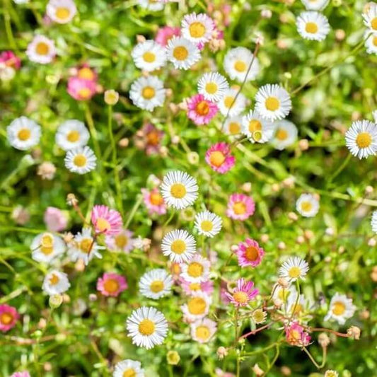 Spreading Perennial Daisy seeds - Flower Plant