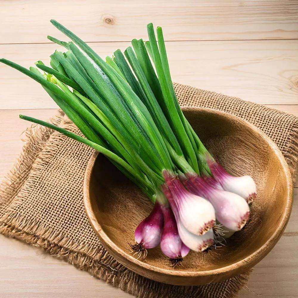 Spring Onion Seeds - Heirloom Vegetable Plant for Home Gardens
