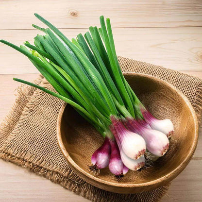 Spring Onion Seeds - Heirloom Vegetable Plant for Home Gardens