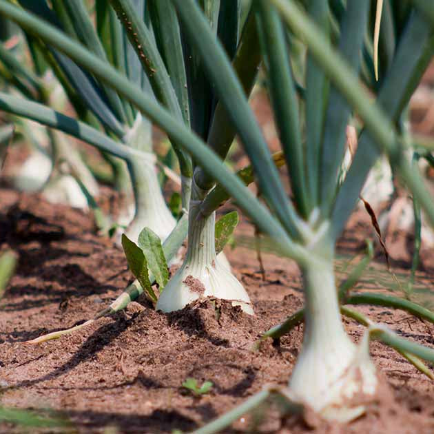 Spring Onion Seeds - Heirloom Vegetable Plant for Home Gardens
