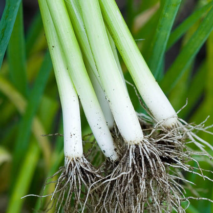 Spring Onion Seeds - Heirloom Vegetable Plant for Home Gardens