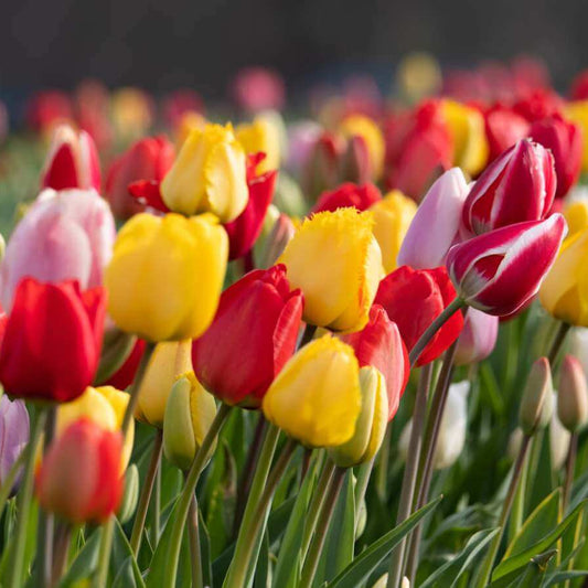 Spring Tulip Seeds
