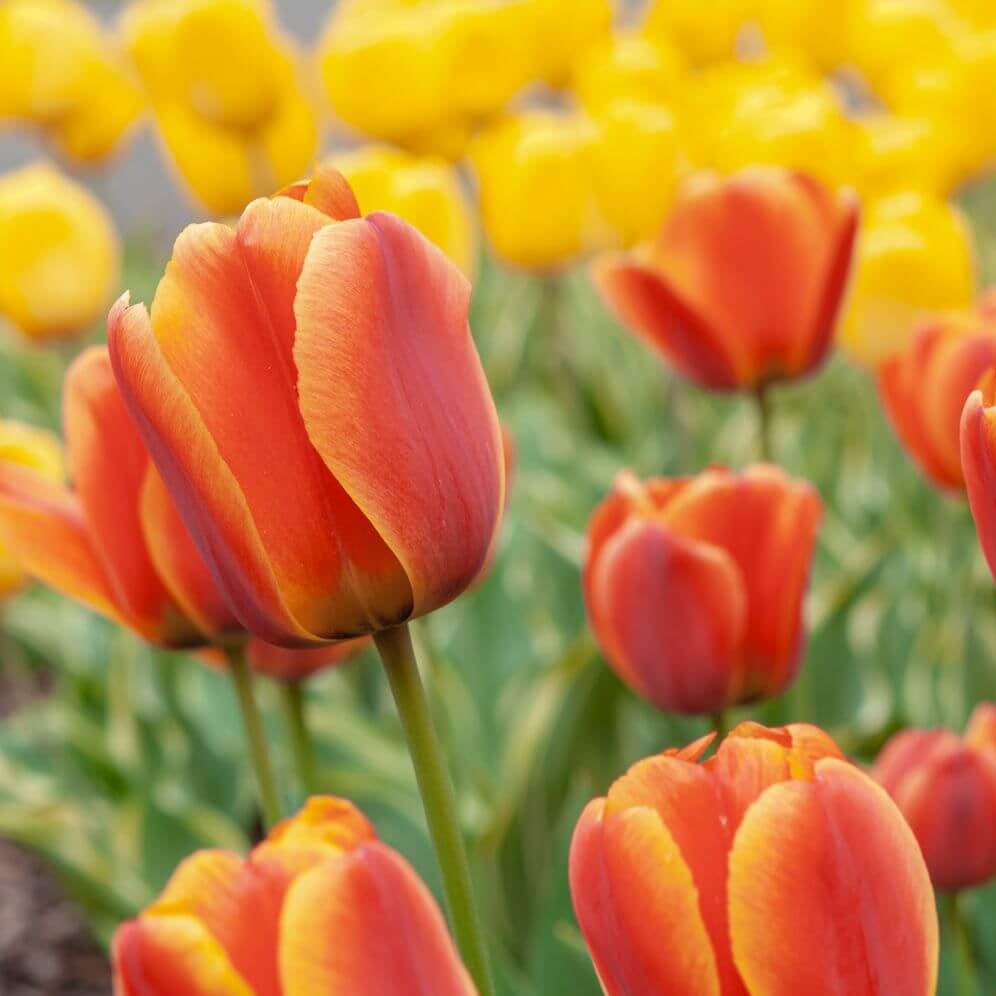 Spring Tulip Seeds
