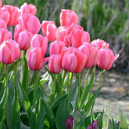 Spring Tulip Seeds