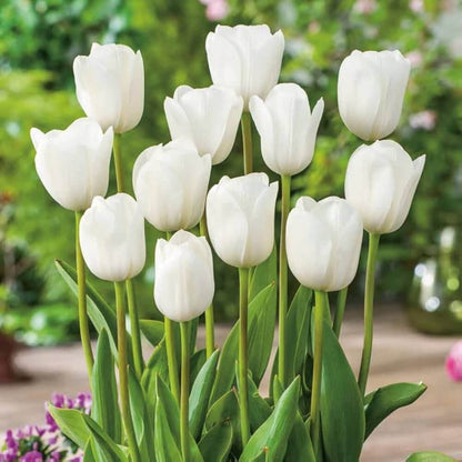Spring Tulip Seeds
