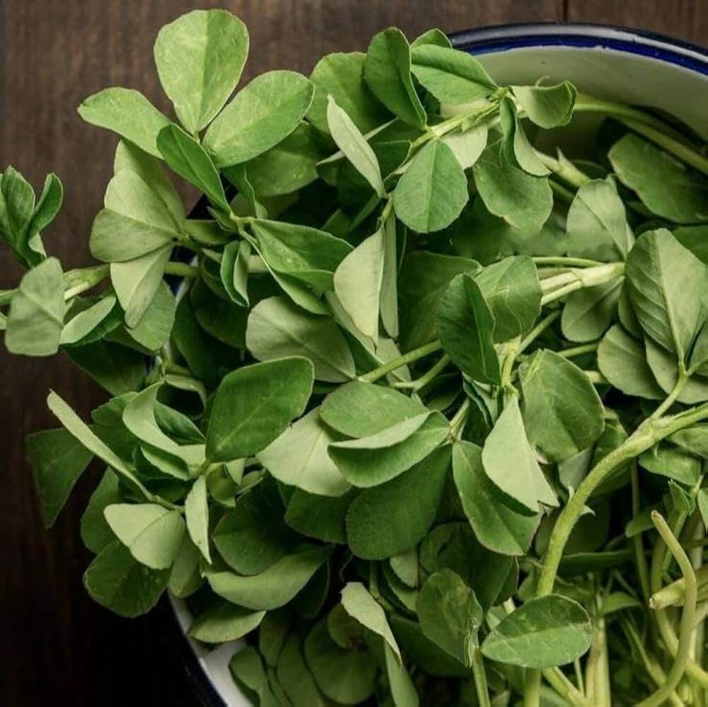 Sprouting Fenugreek Seeds  - Herbal Plant