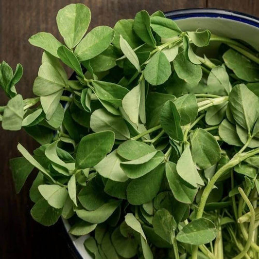 Sprouting Fenugreek Seeds  - Herbal Plant