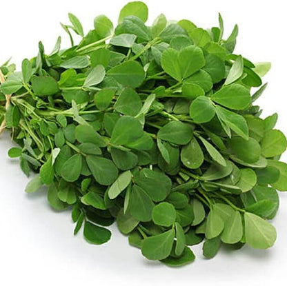 Sprouting Fenugreek Seeds  - Herbal Plant