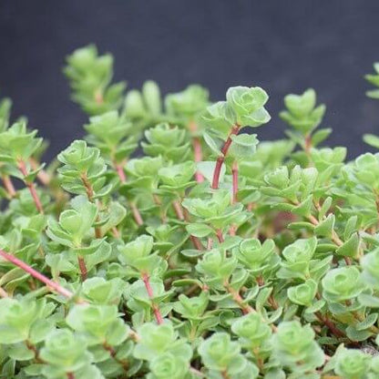 Spurium Sedum Seeds