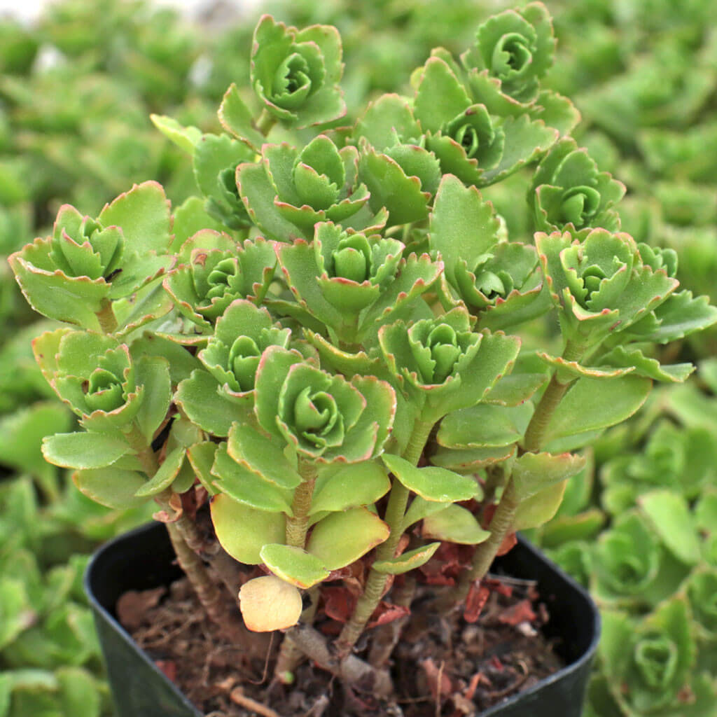 Spurium Sedum Seeds