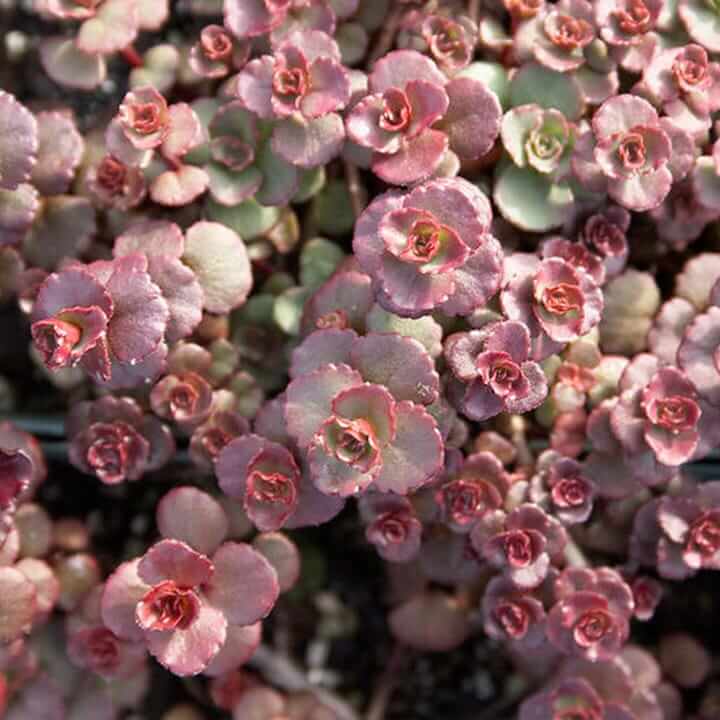 Spurium Sedum Seeds