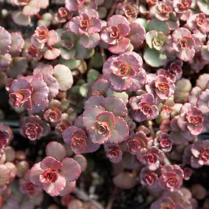 Spurium Sedum Seeds