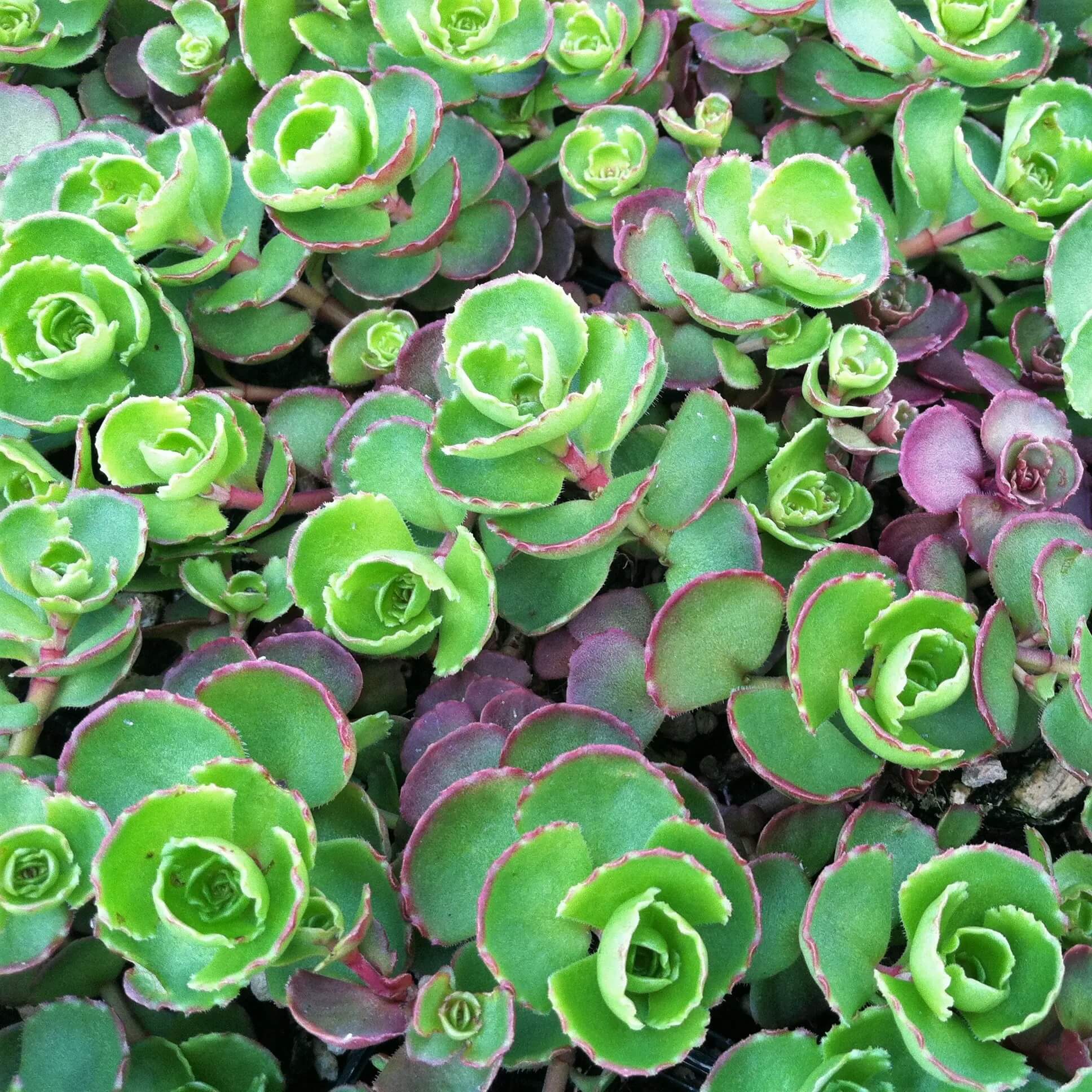 Spurium Sedum Seeds
