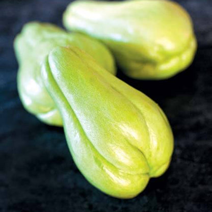 Squash Seeds - Vegetable Plant for Home Gardens
