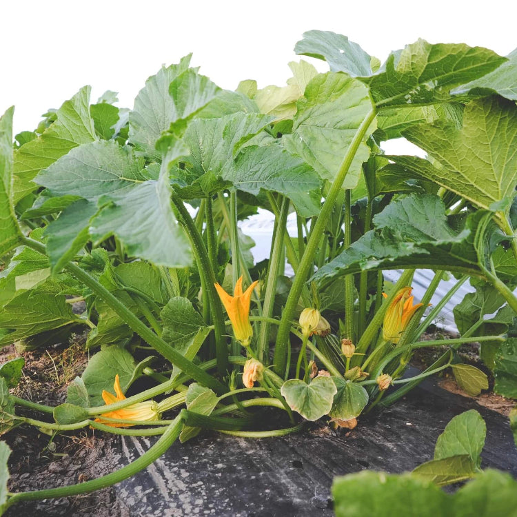 Squash Seeds 