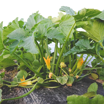 Squash Seeds 