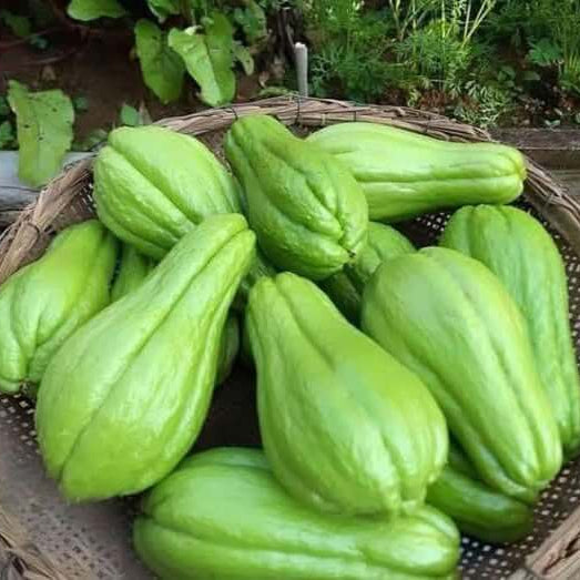 Squash Seeds - Vegetable Plant for Home Gardens
