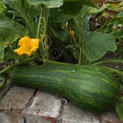 Squash Seeds 