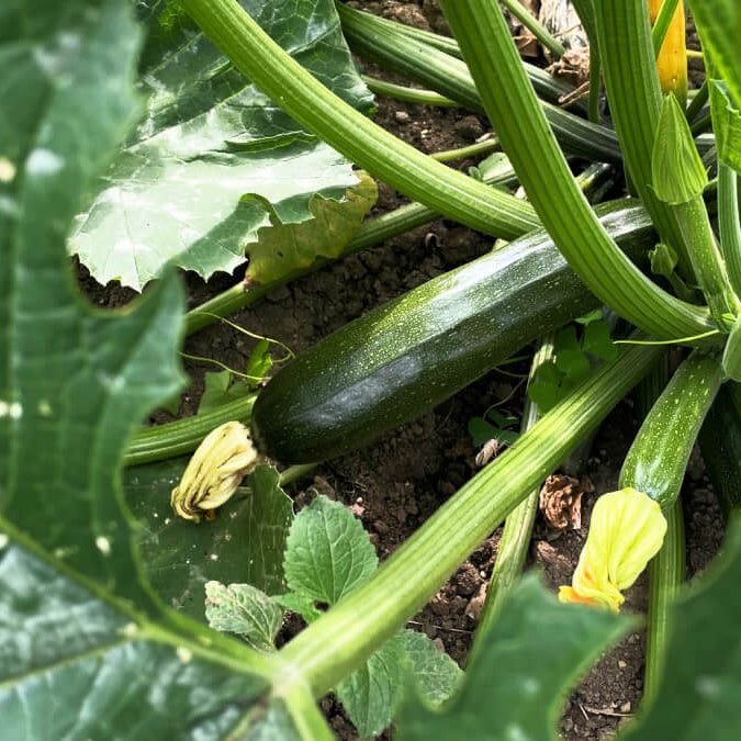 Squash Seeds 