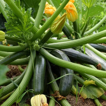 Squash Seeds 
