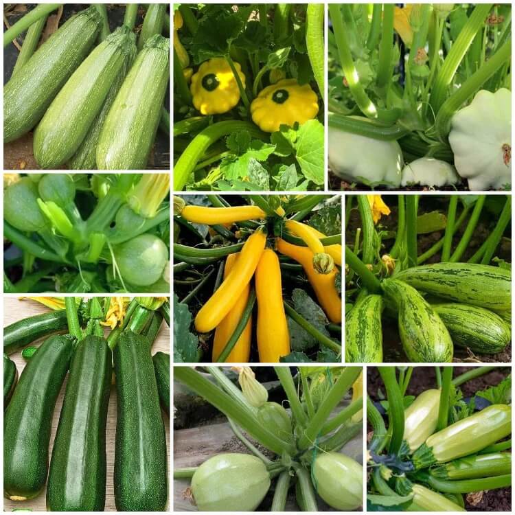 Squash Seeds 