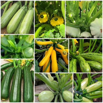 Squash Seeds 